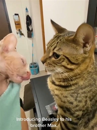 #cat #cute #catvideo #cutecat #funnyvideo | cat video
