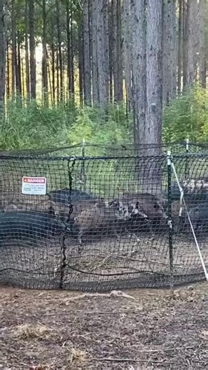 5.8K views · 75 reactions | This isn’t any net trap. It’s the Original Net Trap. Patented. Field-tested. Trusted by pros across the globe. Pig Brig didn’t join the net trap game — we started it. See what makes us the original at pigbrig.com. #PigBrig #TrapSmart #FeralHogControl #WildHogRemoval #HogTrapping #LandManagement #WildlifeDamage | Pig Brig Trap Systems | Facebook