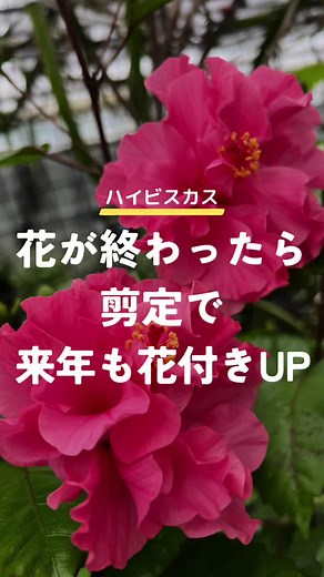 ハイビスカスの強剪定方法と育て方