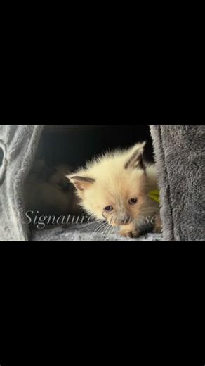 They are finding their little voices! #siamese | Siamese Kittens for adoption in Michigan