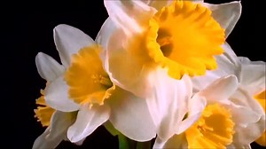 Amazingly beautiful flowers on Reels
