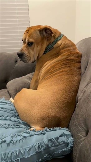 Dog is upset at mom #puppy #snuggly #bulldog #pets #cutedog #puppygram #funnypuppy