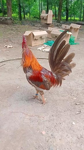 Vibrant Adult Rooster in Natural Habitat