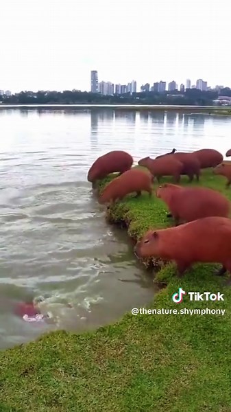 Capybaras and Crocodiles: Nature's Unlikely Interactions