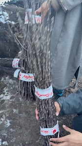 36K views · 395 reactions | Craze of RD-11 kuch log dokha dee rahe all spur varieties are same there is no any visible difference Dnt call us for RD-11 | KVF Orchard and Nursery | Facebook