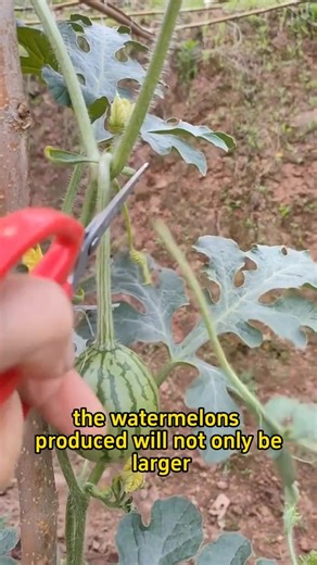PART 4 A magical formula to increase watermelon yield #garden #plants #farm #agriculture #planting | Gardensmania