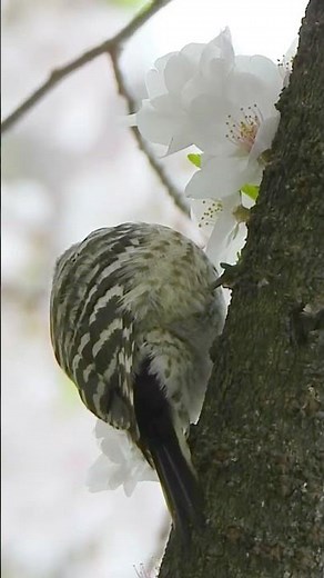野鳥の鳴き声　コゲラ地鳴き