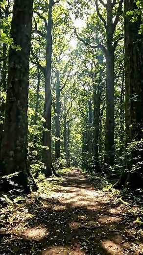 Hidden Forest Path 🌿 | Peaceful Nature Walk