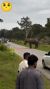 elephant attacking a man 😭 #elephant #attack #wildlife | Wild Safari