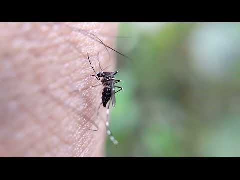 Toward Next-Generation Vector Surveillance (Daniel Neafsey)