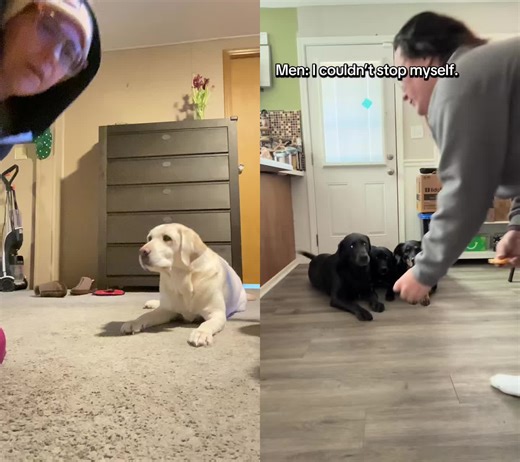 #duet with @Whitney Frost #fyppppppppppppppppppppppp #viralvideo #viral #dogcontrol