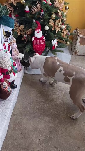 Feliz Navidad de Zeus con risa y alegría