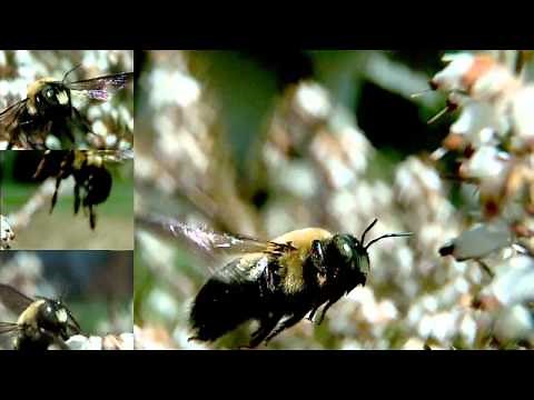 Slow motion Bumble Bee flight