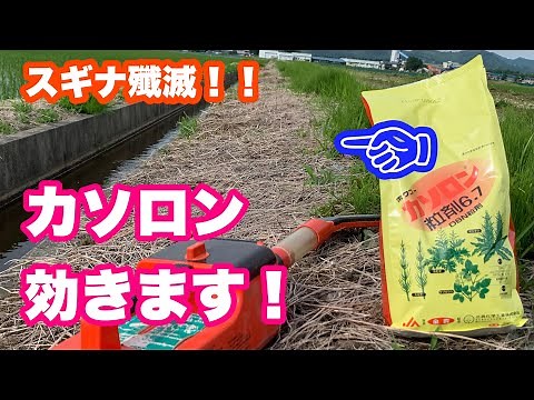 畦畔除草にこれ！スギナ殲滅！除草剤カソロン、めっちゃ効きます！