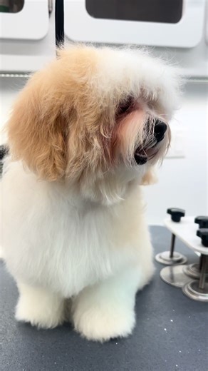 Milly’s very first haircut💕 #dogsoftiktok #doggrooming #petgroomer #murfreesborotn #mobilegroomersoftiktok