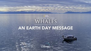 This Earth Day, take a moment to appreciate our oceans and all the magnificent sea creatures who live there, like the mighty whales, who feel love and empathy much like human beings. | National Geographic
