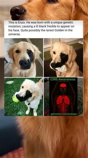 Enzo Was Born With A Genetic Mutation That Makes Him Super Cute. (Doggo)