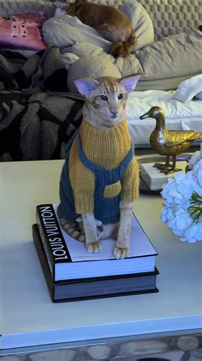 Keeping Cats Entertained Indoors Without Blinds