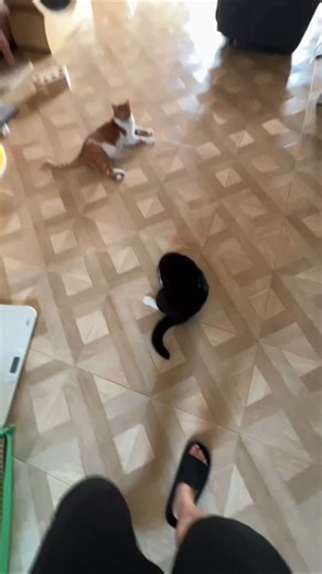 little Cat's Memes on Instagram: "Helicopter Helicopter #pet #petstagram #catsofinstagram #instagram #pet"