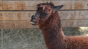 Chewing lama in sun. A nice funny lama pass her time in the sun rays in the zoo. A concept of exotic animal for zoo.