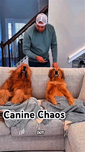 Hilarious Golden Retriever Moments on TikTok