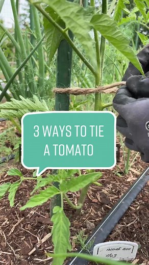 How to Stake and Tie Your Tomatoes: Tips for a Thriving Vegetable Garden
