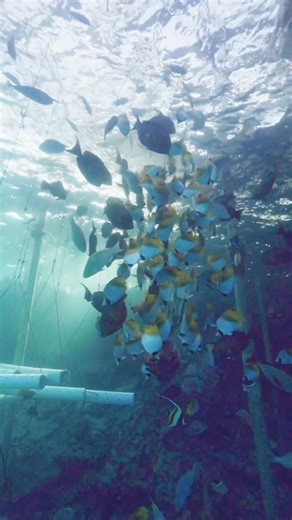 107K views · 856 reactions | Symbiotic relationship: An interaction between two different species where both benefit ️視 | Kamoka Pearls | Facebook