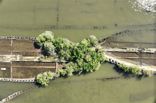 Thousands of Marine Animals Found Living on Sunken World War II Warheads