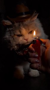 Cat TikTok Transformation 😻💫 | Before & After Glow-Up!