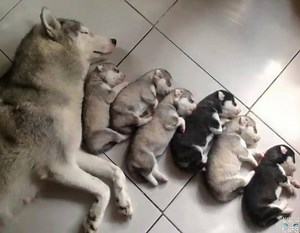 Best Animal Moms Ever | Motherly Animals Compilation