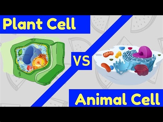 Science - Plant Cells vs. Animal Cells