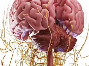 大脑爆炸视图_哔哩哔哩_bilibili