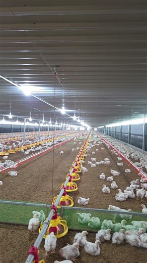Inside Modern Chicken Farm 🐔 | Poultry Farming Process #chickenfarm #farming #chicken #animals