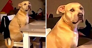 Dog Demands He Sit At The Human Dining Table Because He’s A Part Of The Family Too