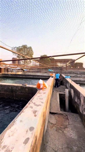 Urban Farming Innovations: Catfish Aquaculture at MIRAJ FARMS
