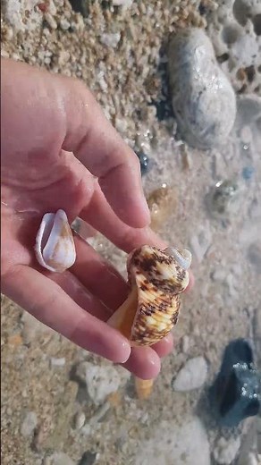 Pick Up Shells With Robin - Ez3