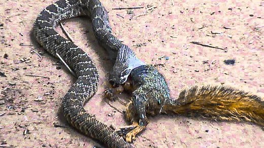Squirrel fights deadly cobra to protect her babies, dramatic video goes viral