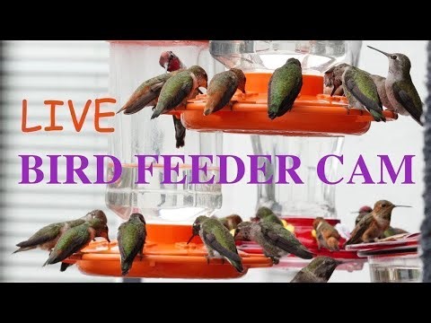 LIVE Hummingbird Cam: The Cutest Nature Feeders! San Diego, CA