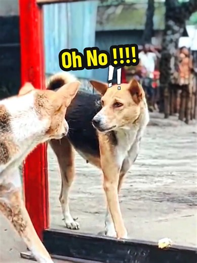 Top 5 Funniest Dog Mirror Prank Moments