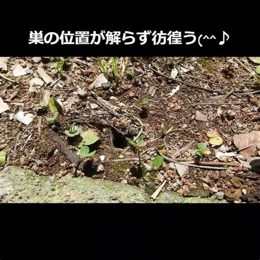 【小蟻さんたちと遊ぶ^^♪】庭先に二種類の蟻さんが住んでます。小蟻さんと（イエヒメアリ）＆大型のクロアリ、戦うことは無いようです。 #田舎暮らし #癒しの自然界＃八百よろづ教徒