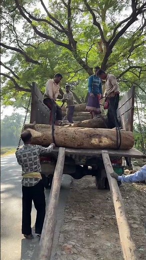 The process of loading large trees onto trucks