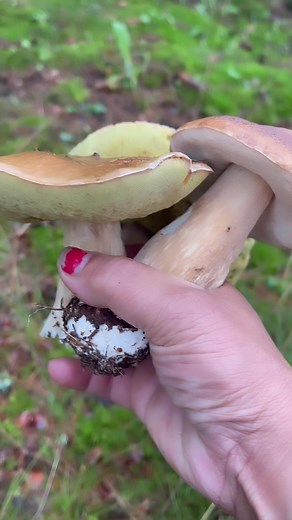 Three big Penny bun ,Porcini Mushroom ( Boletus Edulis ). #mushroom #pennybun #porcini #boletus #edulis #funghi #foraging #nature #highlights | Lolitha Lind