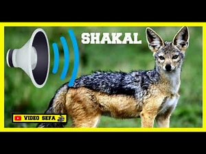 ŠAKAL ZVUK MAMAC. OGLAŠAVANJE ŠAKALA SHAKAL SOUND. ORIGINALNI ZVUK VABILICA