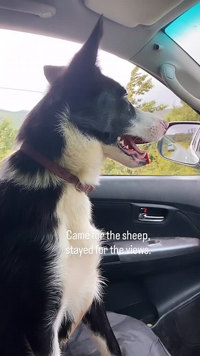 153 reactions | We shear our sheep later than most. We don’t have to...