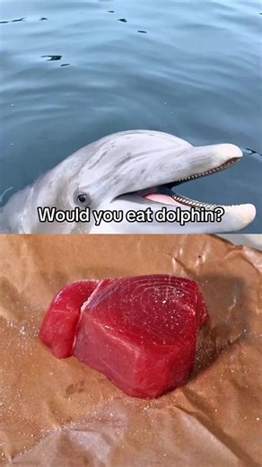 Just because they’re smaller and less cute? | dolphins
