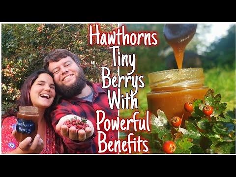 The Hawthorn Tree❤️ Medicinal benefits & Identification - Plus Hawthorn Honey Easy To Follow Recipe🍯