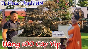 Chiêm ngưỡng mãn nhãn hàng trăm TP Bonsai Vip tại TL Phúc Thịnh Hà Nội 👉 Xem tiếp Video trên YouTube tại đây https://youtu.be/ZykRJh_PNig | Bach Thuan Bonsai