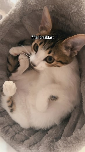 Ruby the baby cat on Instagram: "Food makes me happy😸 #cat #cats #kitten #kitty #kittycat #babycat #catfood #funnycat"