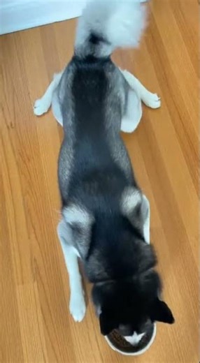 I think I broke the 'Polite Dog' software 🛠️