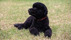 Obamas' new dog Sunny Obama: First family welcomes new puppy - UPI.com